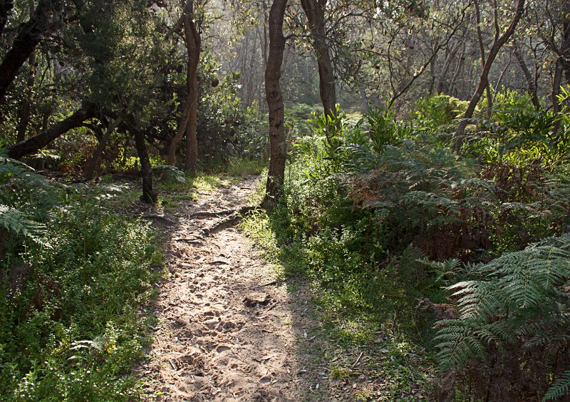 path to the beach.jpg